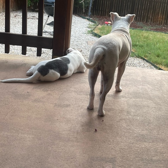 Meet your Posher, Lisa - Picture 7 of 8